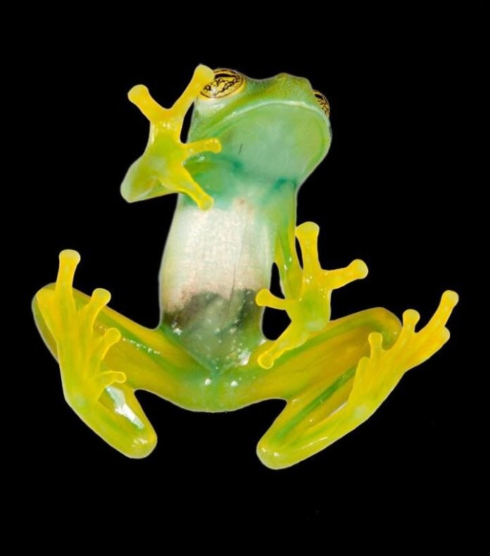 Sapo1