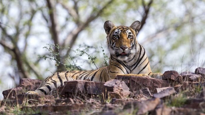 Tigre2