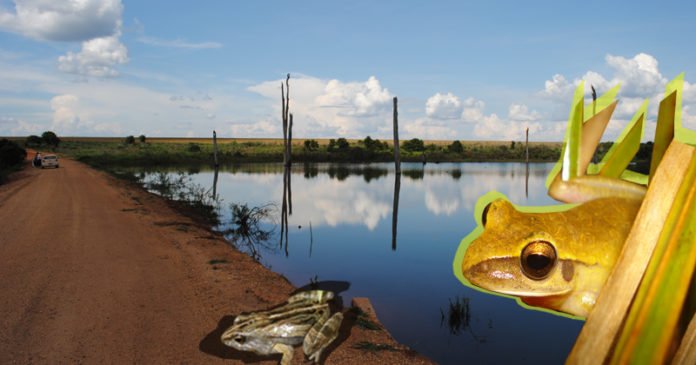 Amazonia1