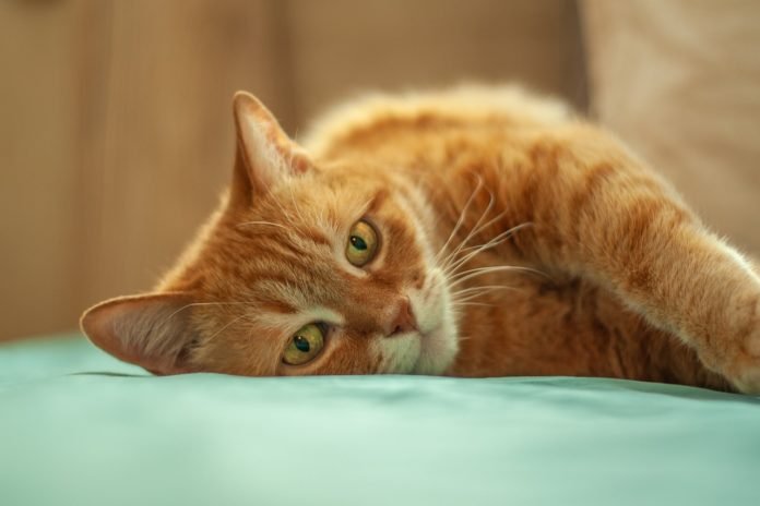 cat-4027635_1280