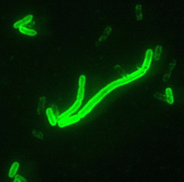 Yersinia