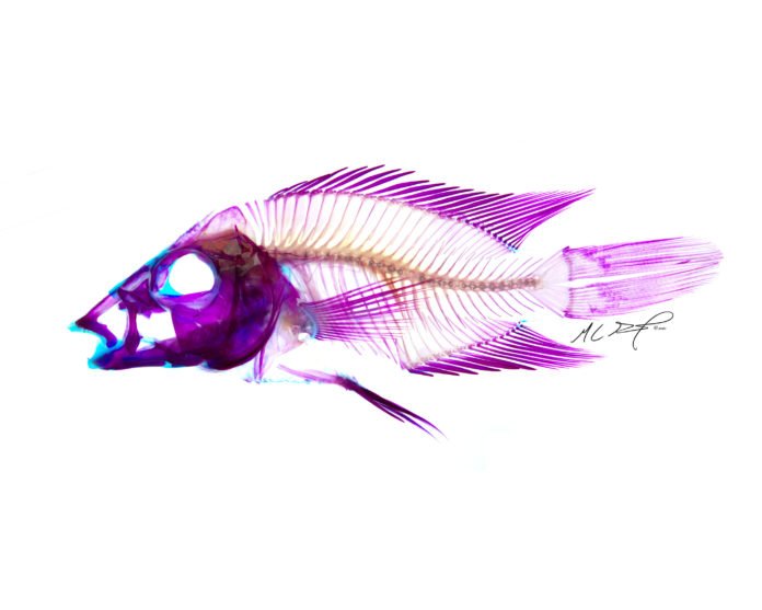 Peixe