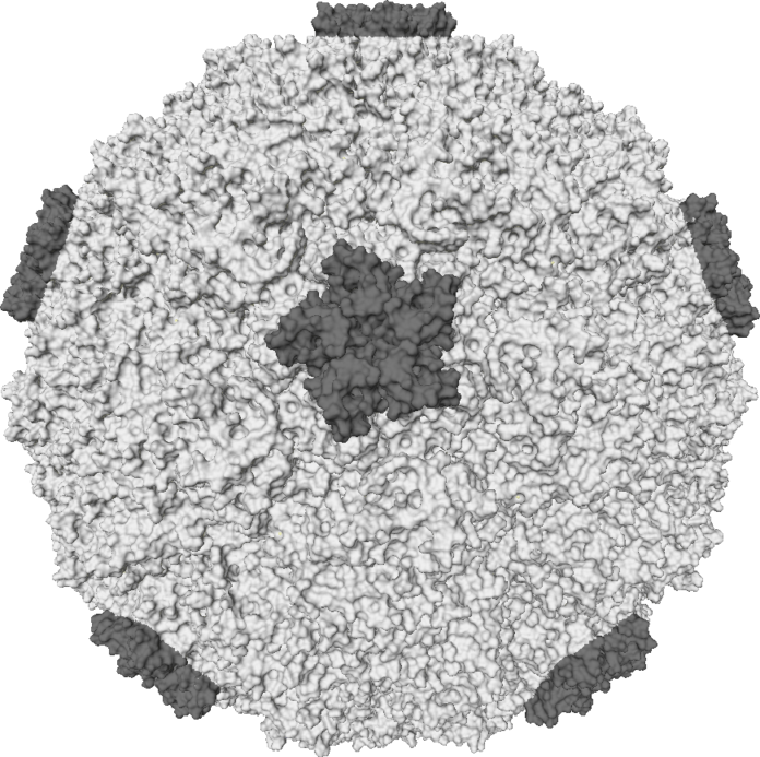 Rinovirus