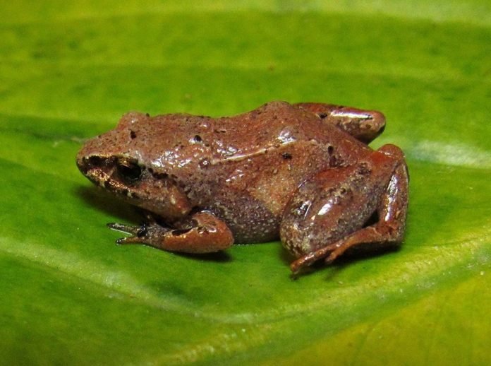Sapo