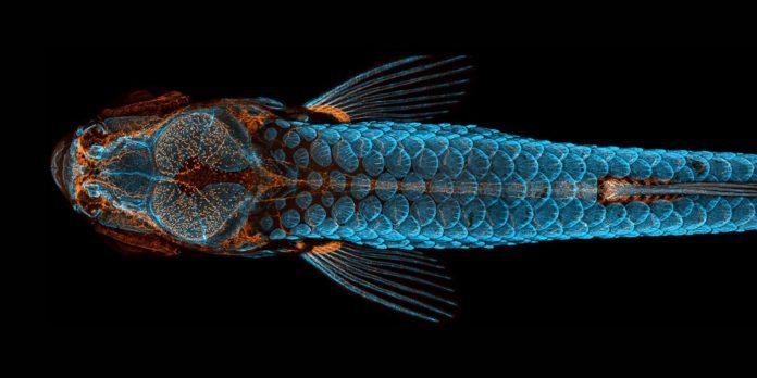 peixe
