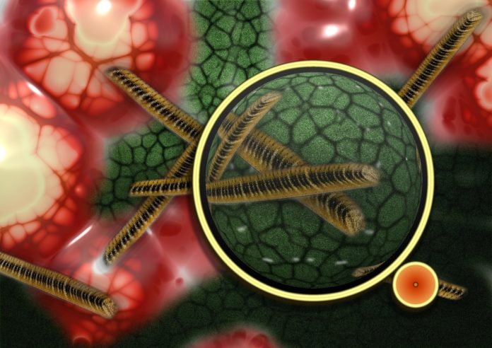 Bacteria