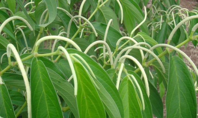 Pimenta1