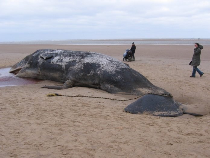sperm-whale-904349_1280
