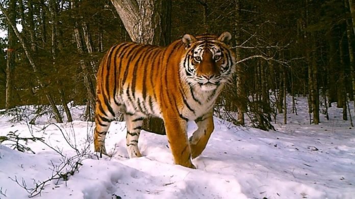 Tigre