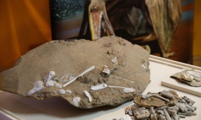 Pterossauro