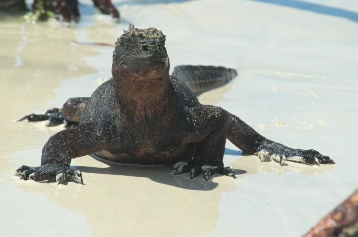 Iguana
