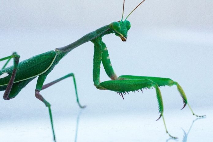 LouvaDeus