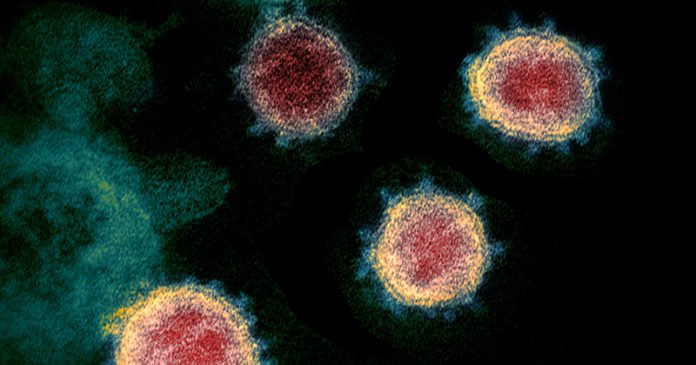 Virus