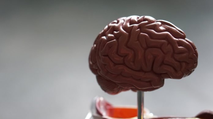 Cerebro