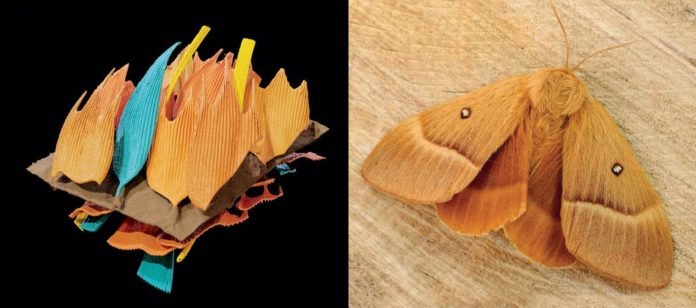 Mariposa