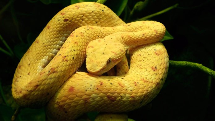 Cobra