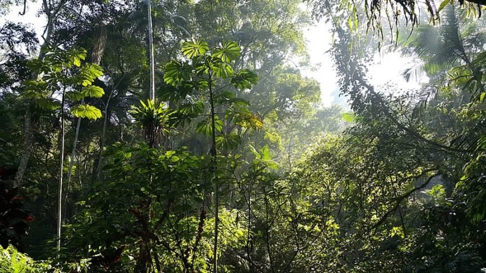 MataAtlantica