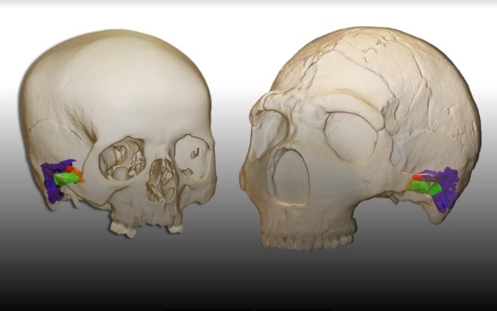 Neandertal1