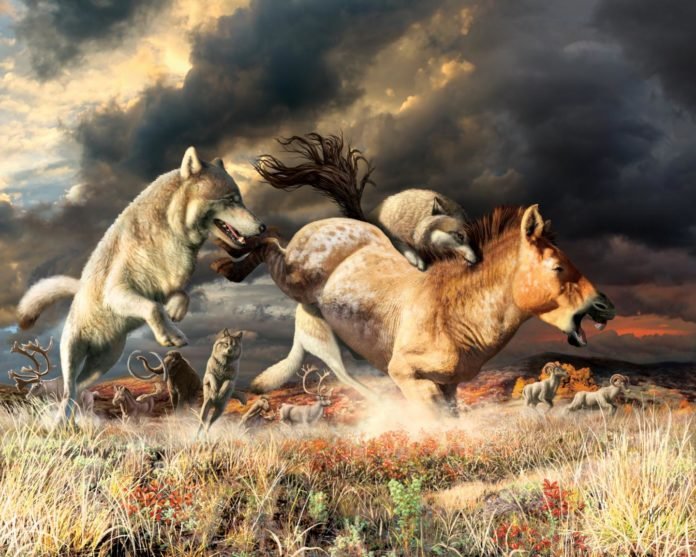 Lobo1