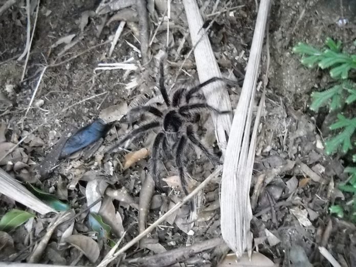 Tarantula