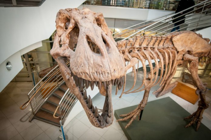 TRex