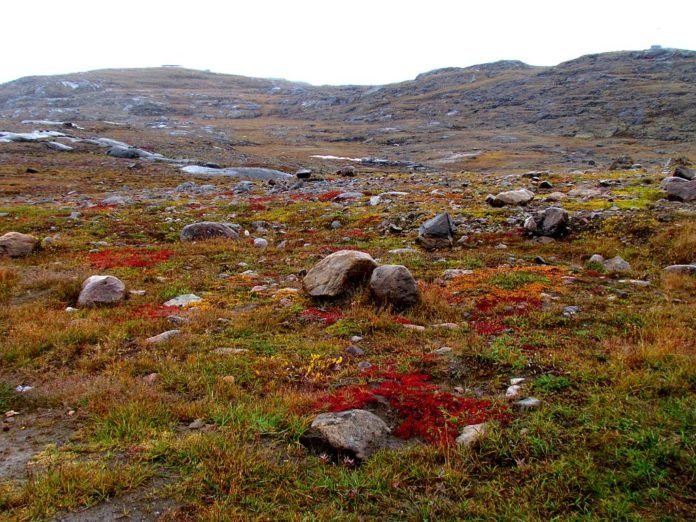 Tundra