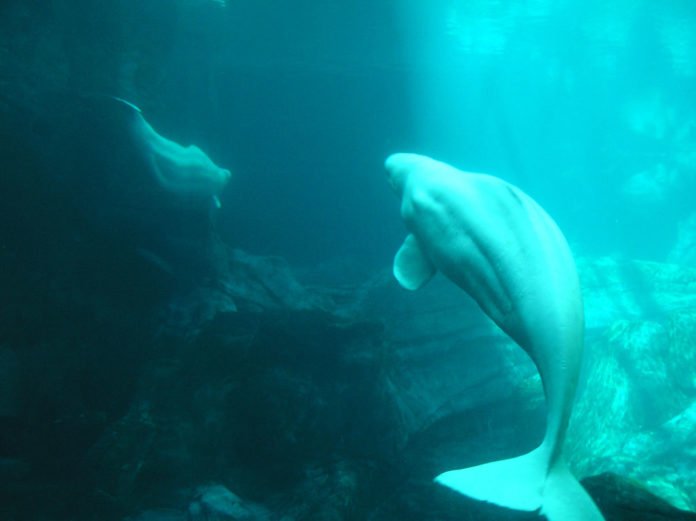 Baleia1