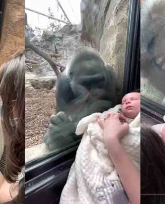 Video de gorila interagindo com bebê humano em zoológico viraliza. Foto: Reprodução Youtube