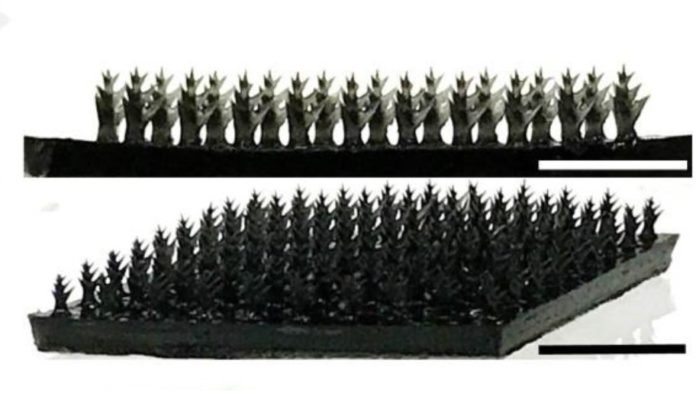 Microarvore1
