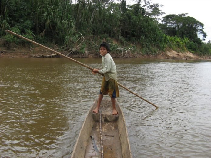 Tsimane