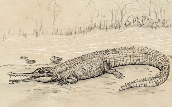 Croc