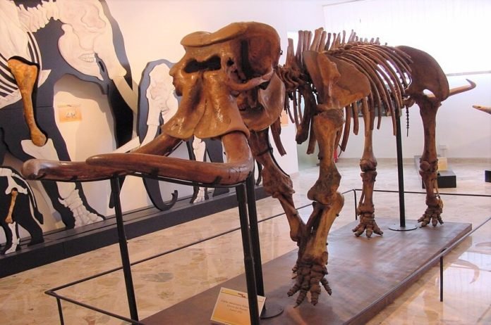 Elefante