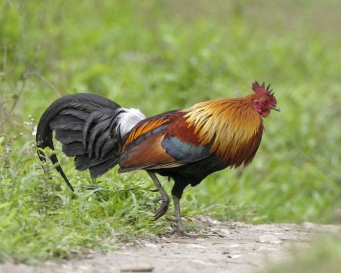 Galo