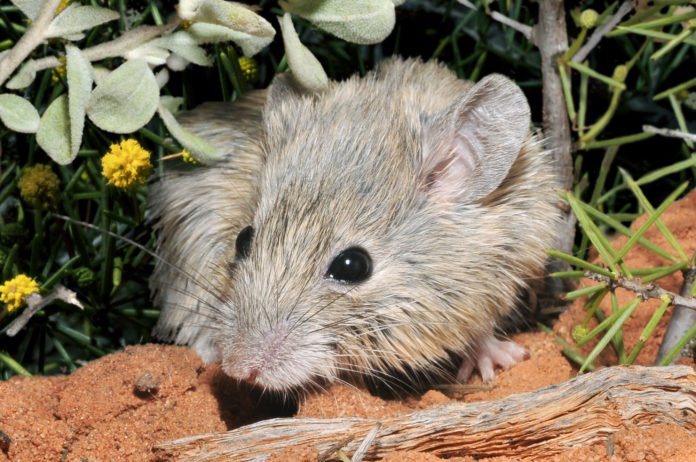Rato