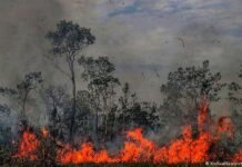 Como previsões mais pessimistas para Amazônia já se confirmam