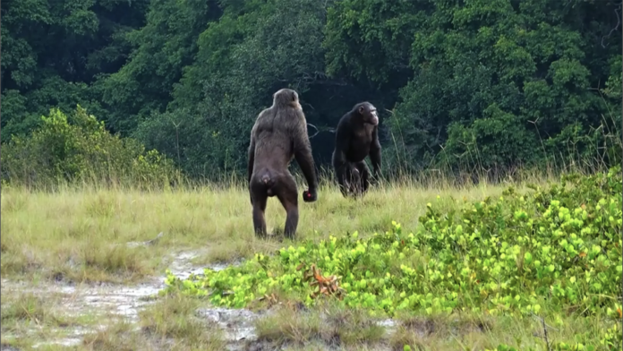 Chimps
