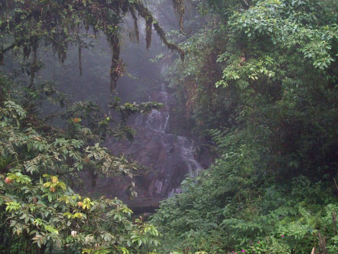 MataAtlantica