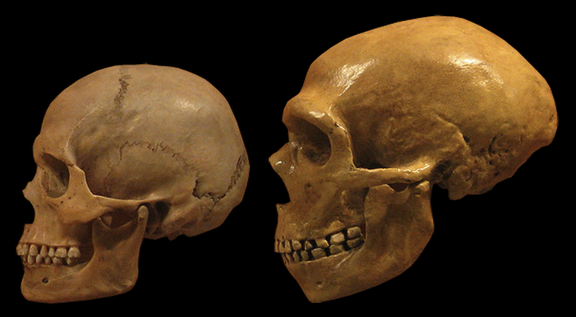 Neandertal