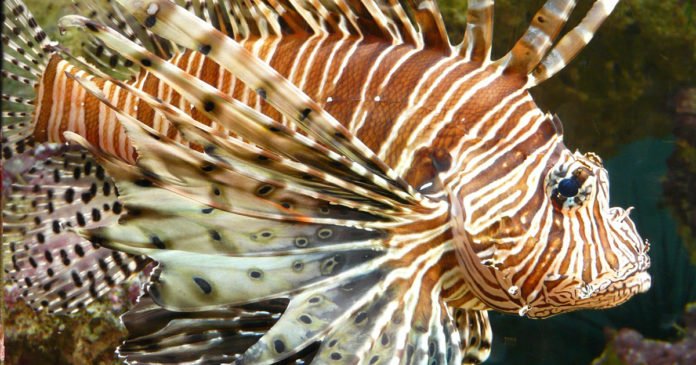 Peixe2