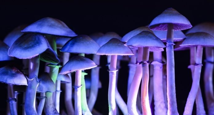 psilocybin-5198533_1280