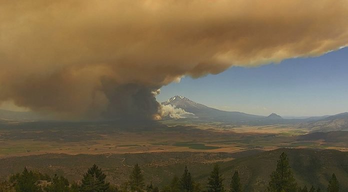 Shasta