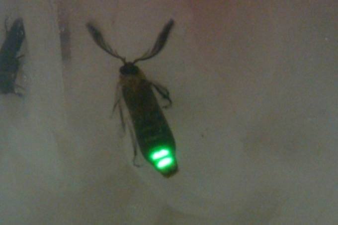 Vagalume
