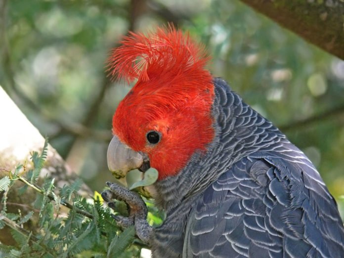 Cacatua