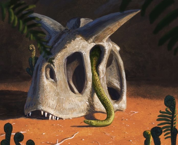 Cobra