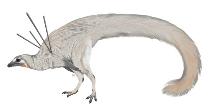 Fossil1