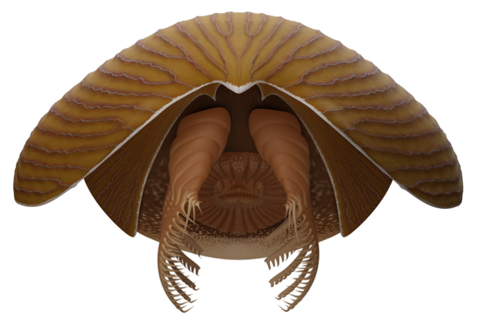 Fossil1