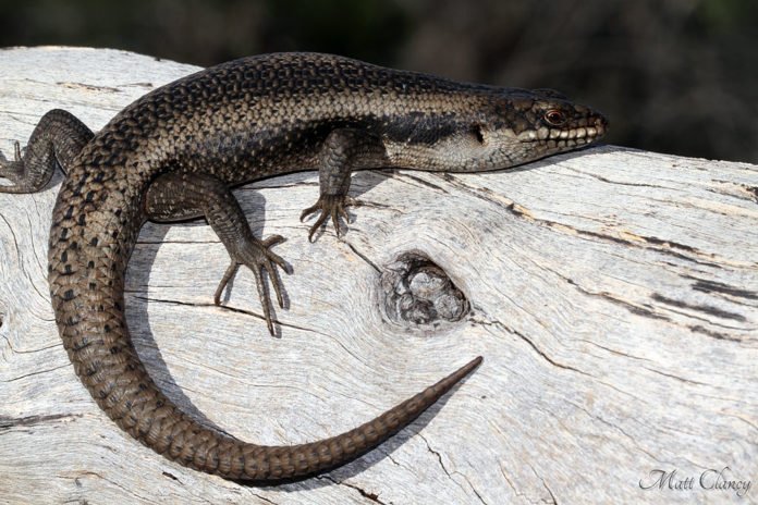 Lagarto