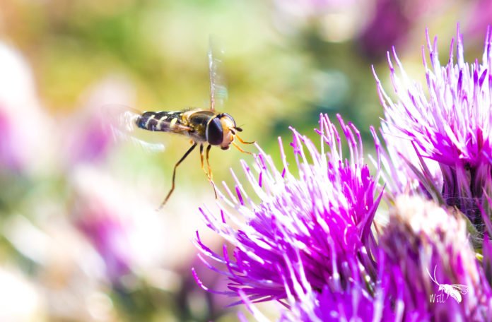 Mosca
