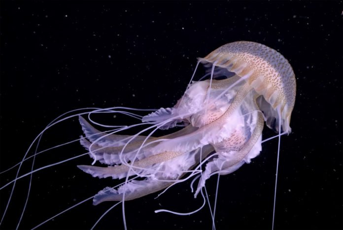 Polvo
