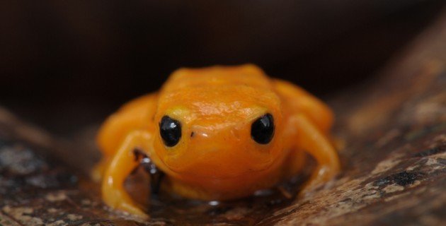 Sapo